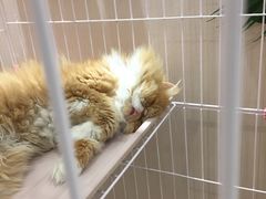 -藏猫猫咖啡主题馆(中央大道店)