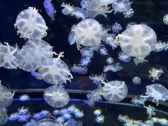 -太平洋海底世界