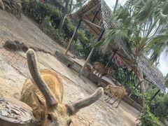 -海南热带野生动植物园