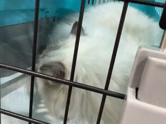 -宠爱国际动物医院·消化内科·心肾内科·ISFM猫友好(望京店)