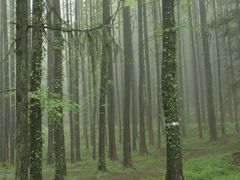 -山王坪喀斯特国家生态公园