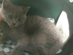 -佳怡动物医院·平价24小时·猫专科骨外科