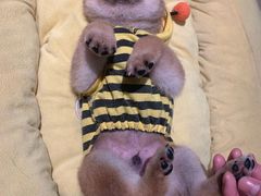 -逗柴咖啡屋·狗咖猫咖宠物桌游