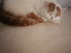 -Cappucimeow猫咪咖啡馆(韦伯时代店)
