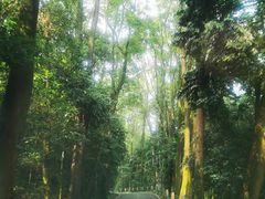 -缙云山景区