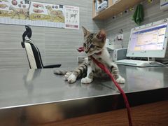 -瑞派名望志远动物医院·猫科·內科·异宠专科(直港大道店)