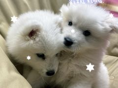 -翊宠yipet猫狗购宠庄园犬舍•猫舍