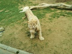 -北京野生动物园