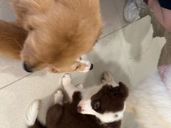 -共舞时光猫咖·狗咖(新街口店)