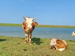 -东关回民小吃一条街(颍河西路店)