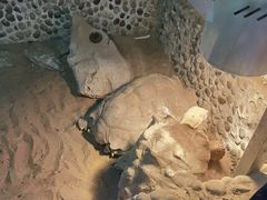 -上海大自然野生昆虫馆(东方明珠·爬宠昆虫探索中心)