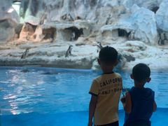 -帝企鹅自助餐厅•儿童岛•真企鹅(长隆企鹅酒店)