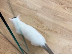 -COLOR PETS 撸猫馆·购猫·猫咖(长风大悦城店)