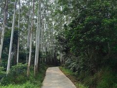 -黄埔油麻山森林公园