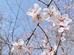 -桃花堤公园