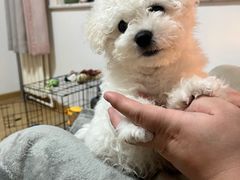 -美联众合爱康动物医院•复杂内科•肿瘤科•牙科•腔镜诊疗中心