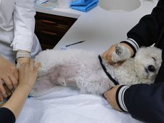 -美联众合动物医院·24h转诊中心
