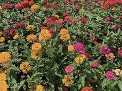 -紫颐香薰山谷景区