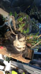 -周忆刺青原创设计定制