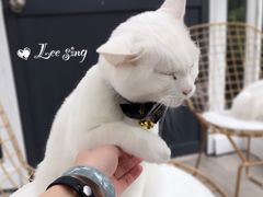 -有猫主题·治愈系猫咖(曾厝垵店)