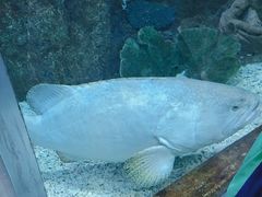 -芜湖新华联大白鲸海洋公园