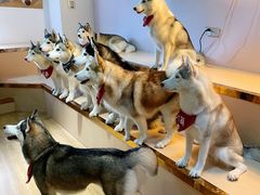 -Husky Go! 哈士奇体验馆·宠物咖啡厅狗咖