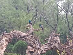 -沈阳鸟岛