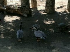 -新疆天山野生动物园