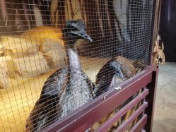 -酷嗒动物文化乐园(cutezoo西溪乐天城店)