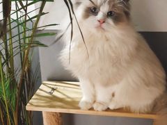 -松果猫咖(桐乡吾悦金街店)