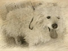 -康旭宠物医院(郑州总院)