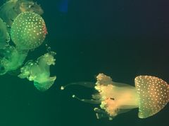 -福州罗源湾海洋世界旅游区