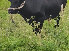 -南京小时候桑葚采摘园