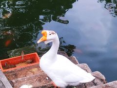 -豫园湖心亭茶楼