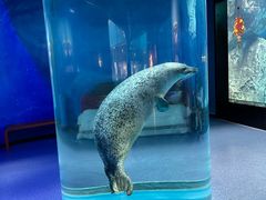 -海合安武汉极地海洋公园