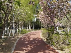 -大兴滨河森林公园