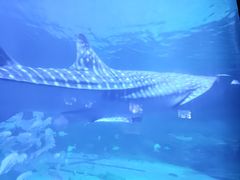 -烟台海昌鲸鲨海洋公园