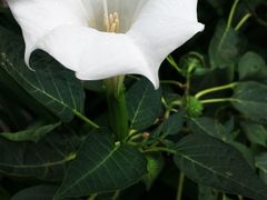 -北海金海湾红树林生态旅游区