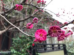 -星巴克臻选(思南公馆店)