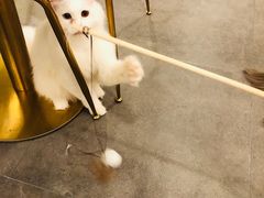 -飞行喵MR PILOT|猫舍·猫咖(静安大融城店)