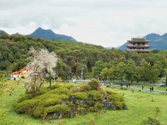 -贵州百里杜鹃风景名胜区