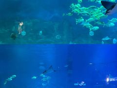 -烟台海昌鲸鲨海洋公园