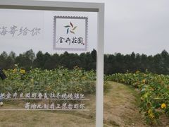 -金卉庄园