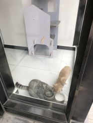 -飞梵造型