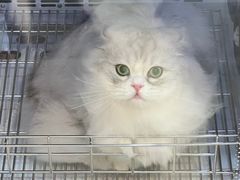 -佐罗家宠物馆·猫文化馆(紫霞路店)