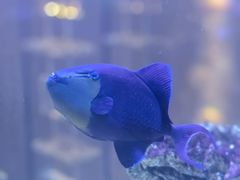 -上和臻品中国菜(花园街店)