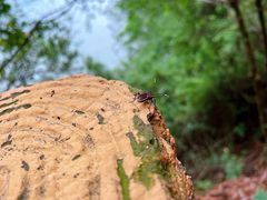 -羚羊峡古栈道森林公园