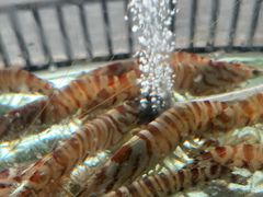 -凯华海鲜火锅·传承三十六年