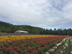 -富田农场