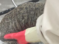-瑞派康怡24h宠物医院·犬猫医疗中心·微创绝育(瑞景分院)